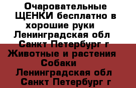 Очаровательные ЩЕНКИ бесплатно в хорошие руки! - Ленинградская обл., Санкт-Петербург г. Животные и растения » Собаки   . Ленинградская обл.,Санкт-Петербург г.